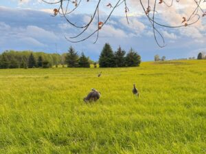 Turkey Season Preparation after the Holidays: Getting Gear and Calls Ready for the Hunt